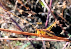 Conocephalus japonicus