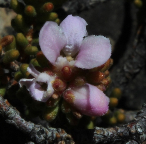 Acmadenia teretifolia (Acmadenia teretifolia)