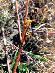 Conocephalus japonicus