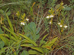 Eulophia parvilabris