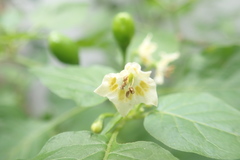 Capsicum chacoense