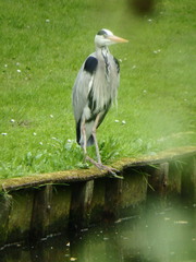 Ardea cinerea