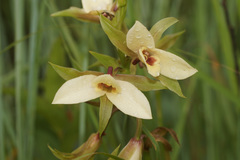 Eulophia parvilabris