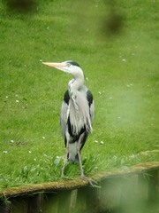 Ardea cinerea