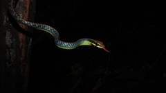 Dendrelaphis cyanochloris