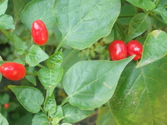Capsicum chacoense