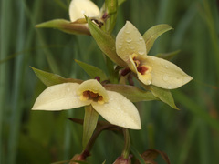 Eulophia parvilabris