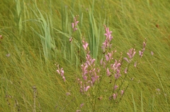 Pedicularis grandiflora