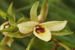 Eulophia parvilabris