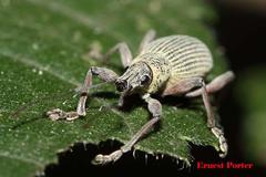 Sciobius