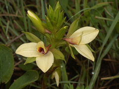 Eulophia parvilabris