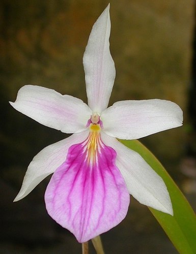 Showy Miltonia