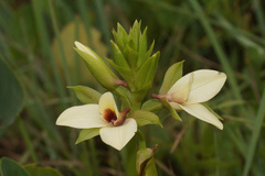 Eulophia parvilabris