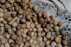 Pronolagus saundersiae