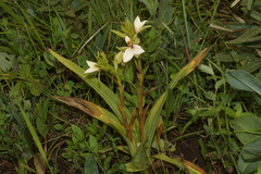 Eulophia parvilabris