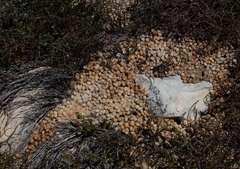 Pronolagus saundersiae