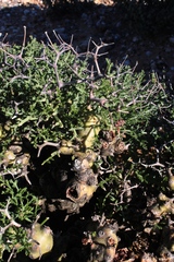 Pelargonium crithmifolium