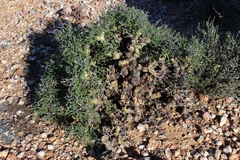 Pelargonium crithmifolium