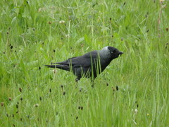 Corvus monedula
