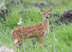 Odocoileus virginianus