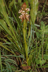 Satyrium sphaerocarpum