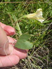 Ipomoea obscura obscura