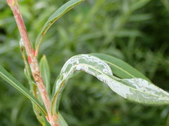 Phyllocnistis saligna