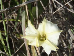 Ipomoea obscura obscura