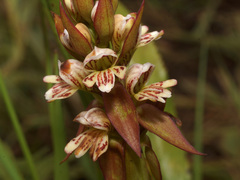 Satyrium sphaerocarpum