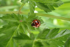 Harmonia axyridis