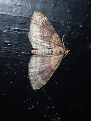 Xanthorhoe spadicearia