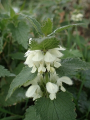 Lamium album