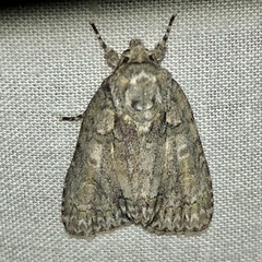 Acronicta immodica