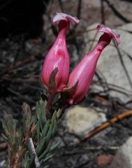 Erica junonia minor