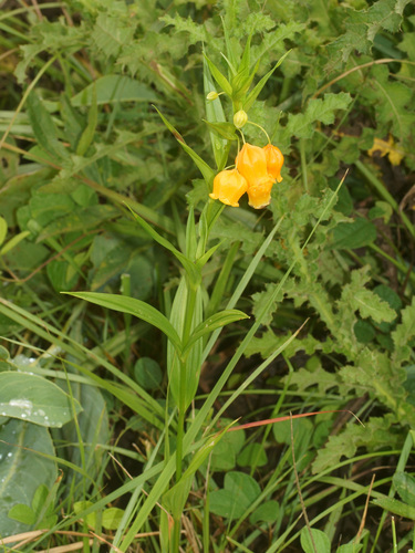 Sandersonia aurantiaca iNat (3)