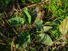 Plantago
