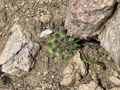 Mammillaria peninsularis