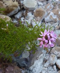 Pelargonium denticulatum