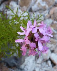 Pelargonium denticulatum
