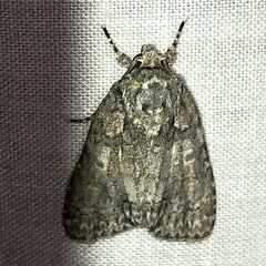 Acronicta immodica
