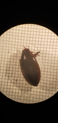 Thermonectus nigrofasciatus