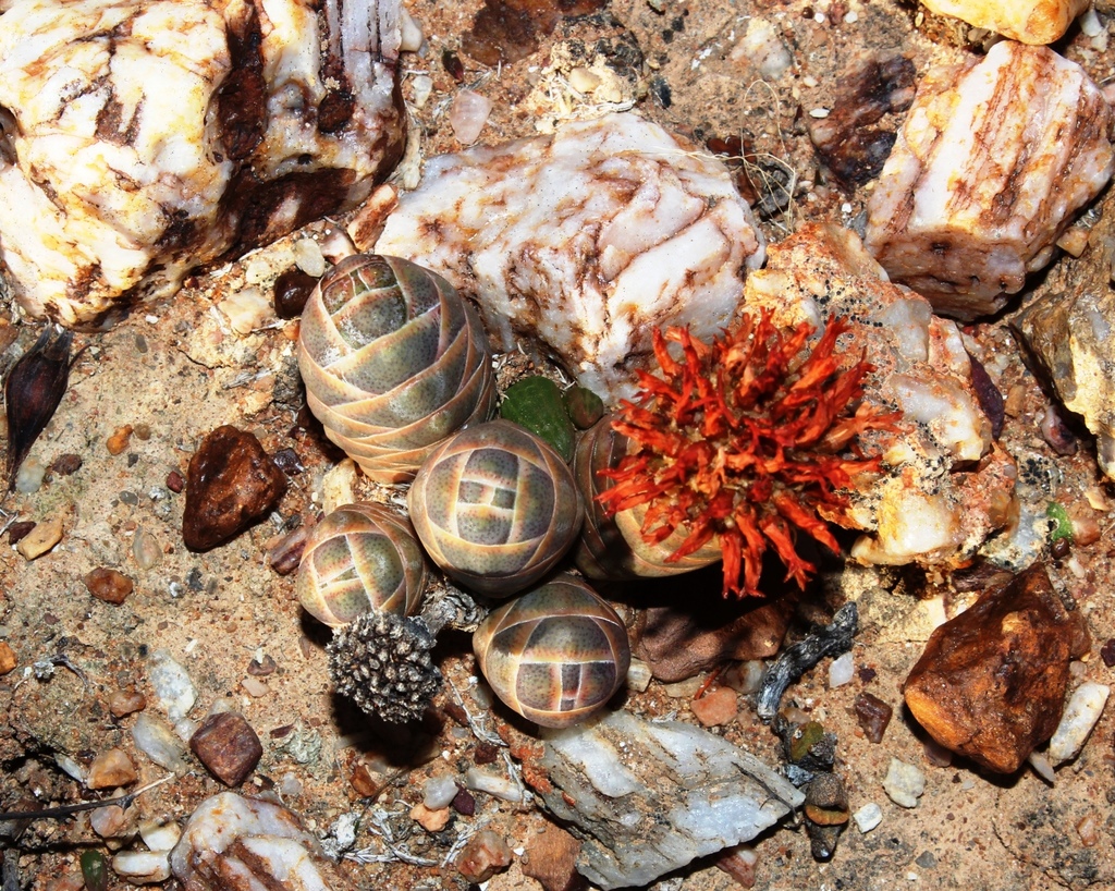 Crassula barklyi, West Coast, ZA-WC, ZA