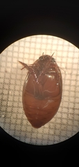 Thermonectus nigrofasciatus