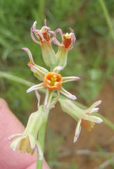 Tulbaghia leucantha