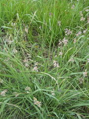 Tulbaghia leucantha