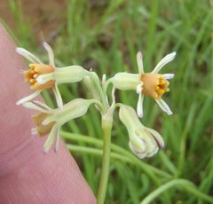 Tulbaghia leucantha