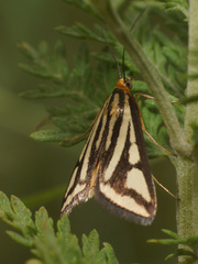 Loxostege venustalis