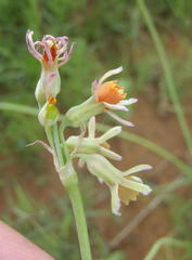 Tulbaghia leucantha