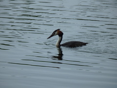 Podiceps cristatus
