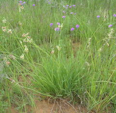 Tulbaghia leucantha
